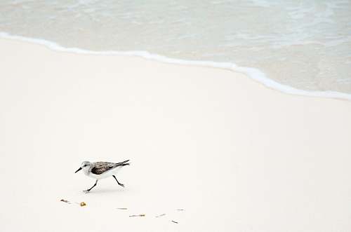 animal wallpapers black and white bird on seashore animal backgrounds